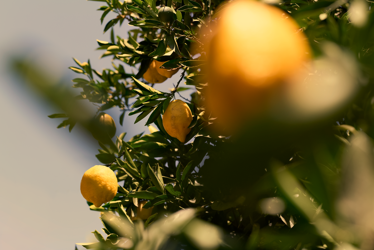 Image banner desktop