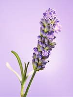 Aromachology Relaxing Hand & Body Milk