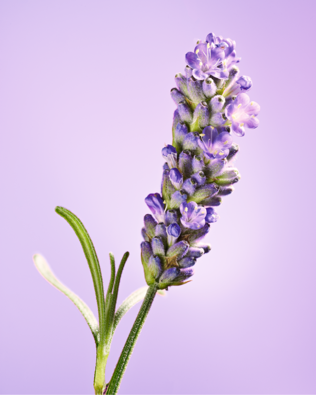 Media preview image alternate text