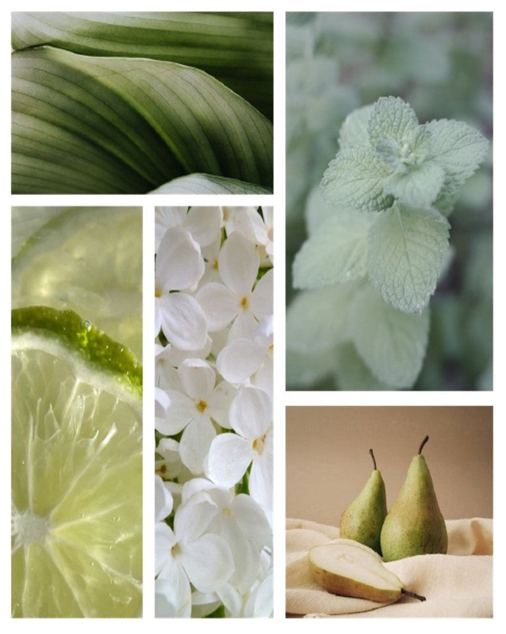 Aromachology Revitalizing Shower Gel