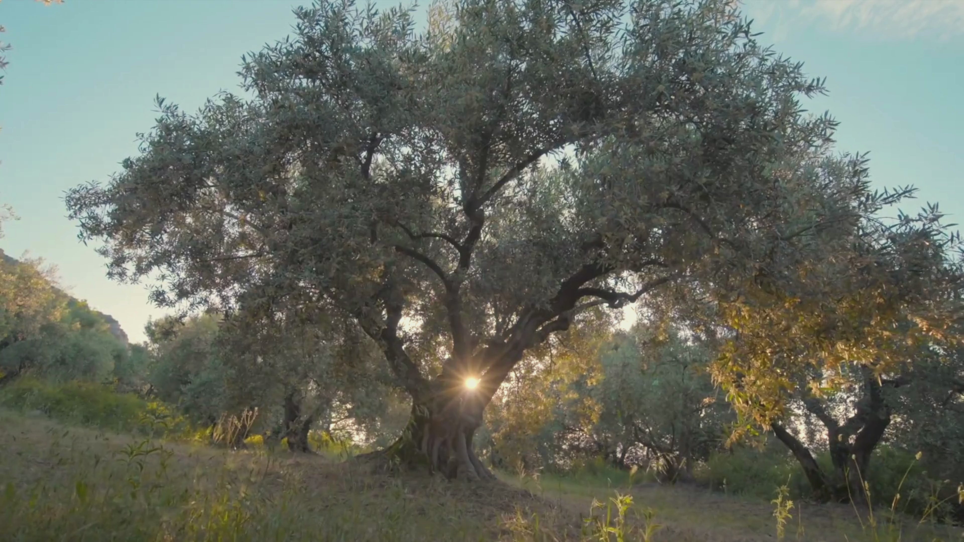 Charger la vidéo : 